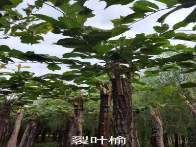 裂葉榆基地直銷，2017年價格參考