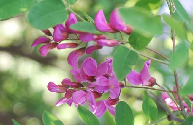 槐花一般幾月開花？