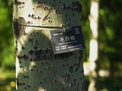什么叫毛白楊？毛白楊有哪些特點？