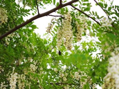 槐花一般幾月開(kāi)花？