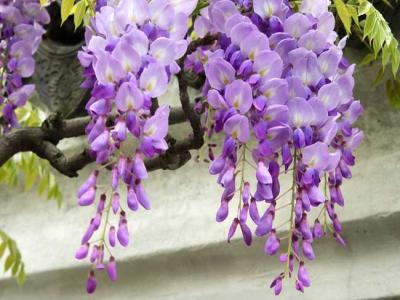 紫藤什么時候開花？紫藤花的花語是什么？