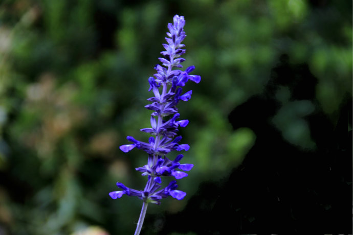 常見(jiàn)的幾種鼠尾草