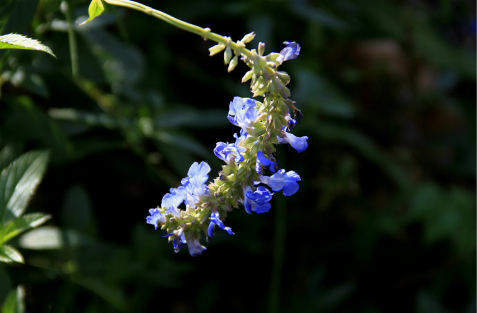 常見(jiàn)的幾種鼠尾草