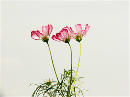 格桑花科普時(shí)間：波斯菊可以是！