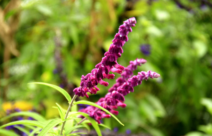 常見(jiàn)的幾種鼠尾草