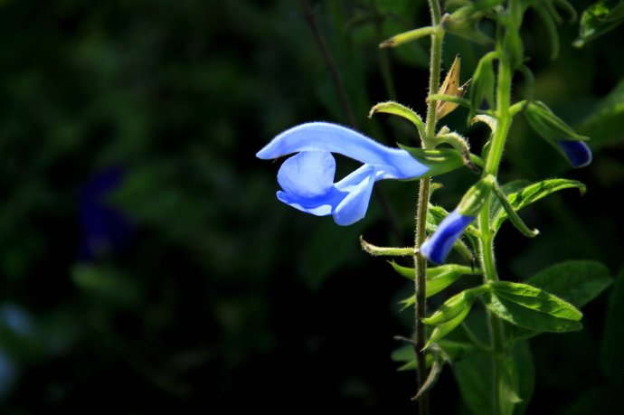 常見(jiàn)的幾種鼠尾草