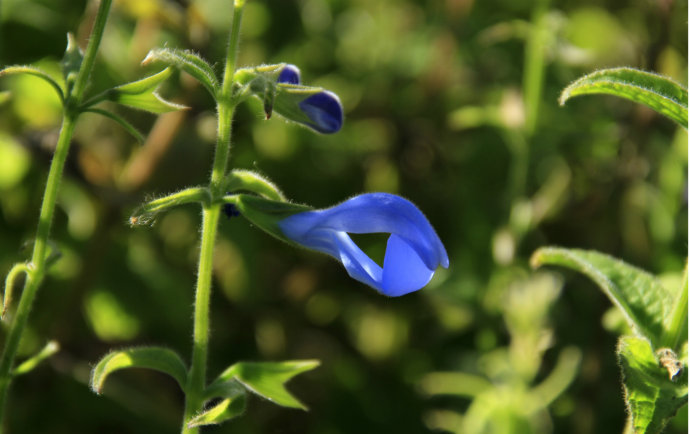 常見(jiàn)的幾種鼠尾草
