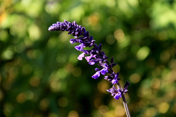 常見(jiàn)的幾種鼠尾草