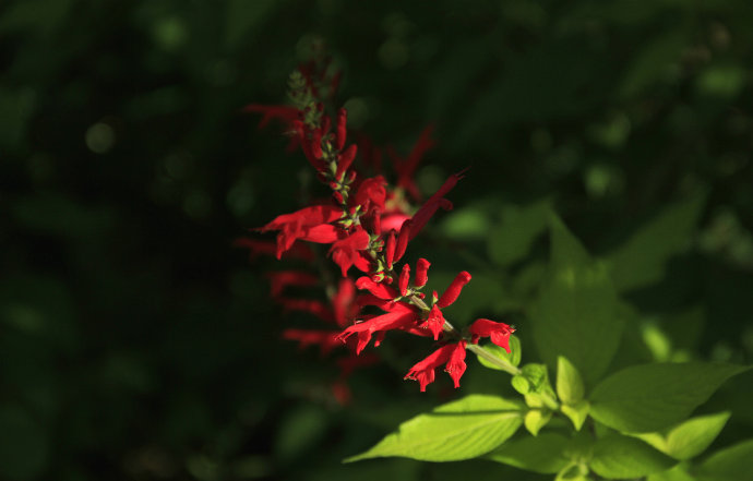 常見(jiàn)的幾種鼠尾草