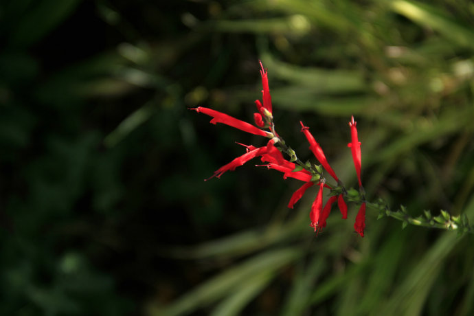 常見(jiàn)的幾種鼠尾草