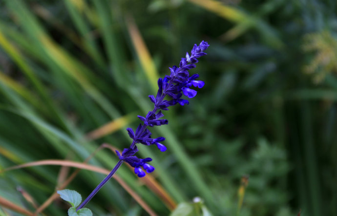 常見(jiàn)的幾種鼠尾草