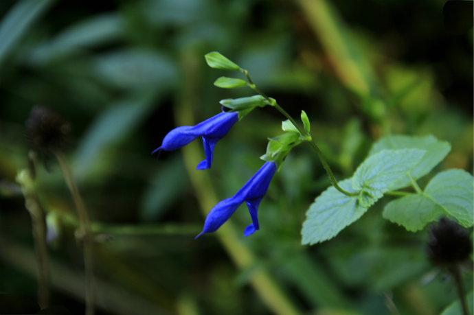 常見(jiàn)的幾種鼠尾草
