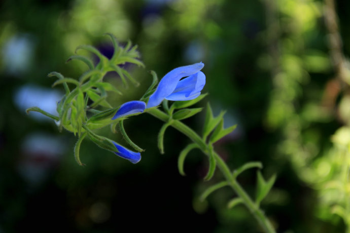 常見(jiàn)的幾種鼠尾草