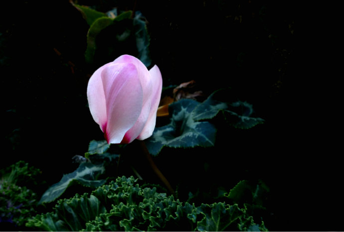 常見(jiàn)的幾種鼠尾草