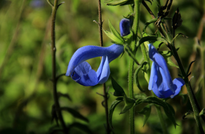 常見(jiàn)的幾種鼠尾草