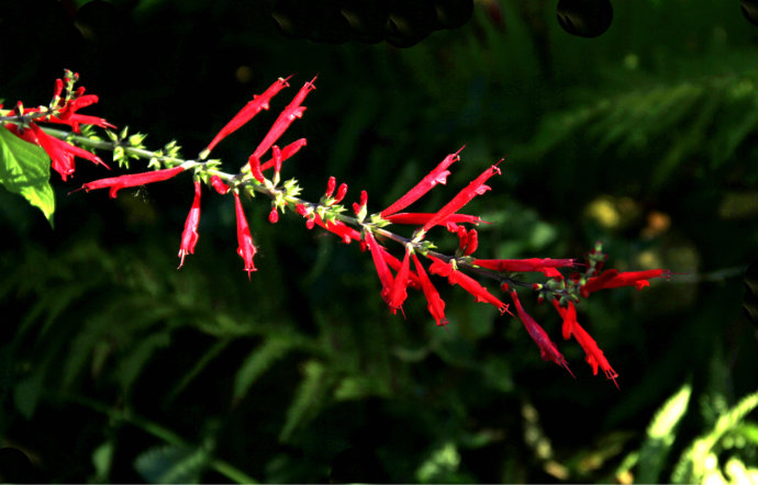 常見(jiàn)的幾種鼠尾草