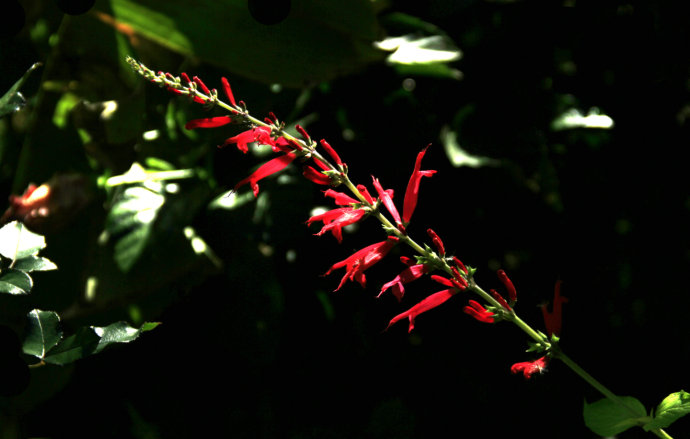 常見(jiàn)的幾種鼠尾草