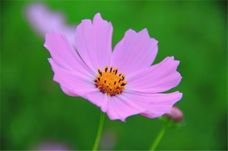 波斯菊和格?；ǖ降子惺裁磪^(qū)別