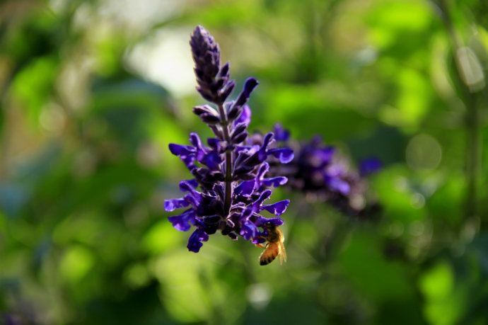 常見(jiàn)的幾種鼠尾草