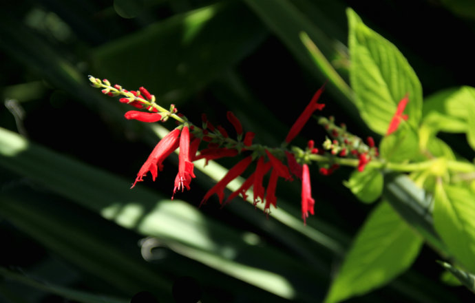 常見(jiàn)的幾種鼠尾草