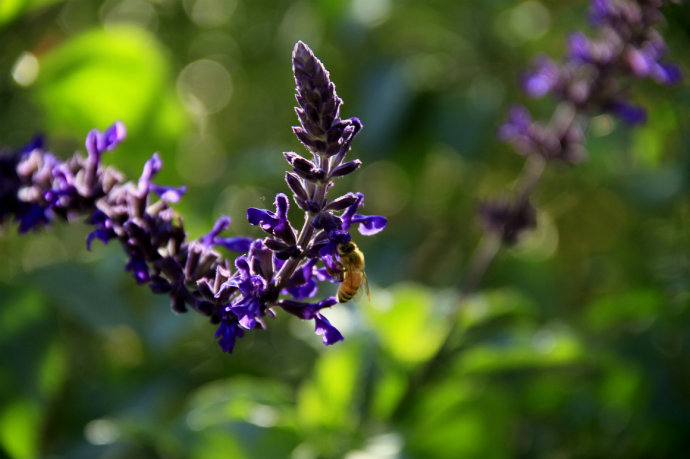 常見(jiàn)的幾種鼠尾草