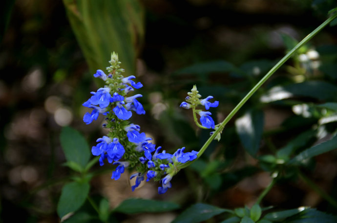 常見(jiàn)的幾種鼠尾草
