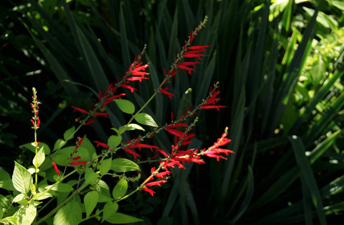 常見(jiàn)的幾種鼠尾草