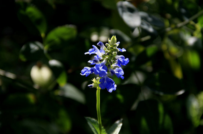 常見(jiàn)的幾種鼠尾草