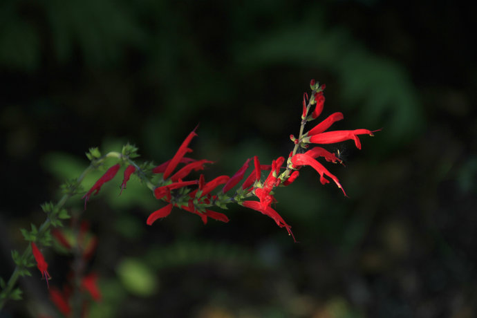 常見(jiàn)的幾種鼠尾草