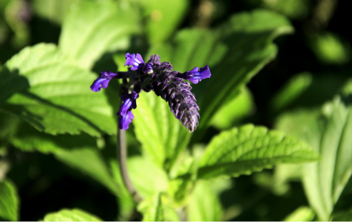 常見(jiàn)的幾種鼠尾草