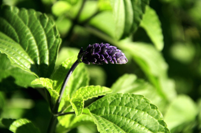 常見(jiàn)的幾種鼠尾草