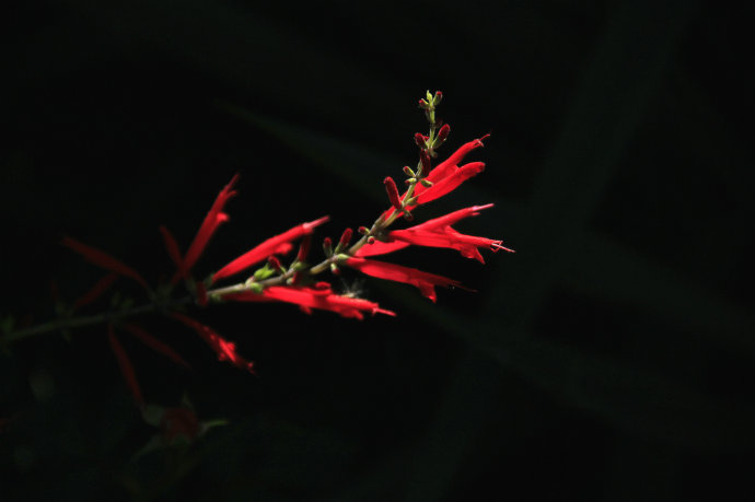 常見(jiàn)的幾種鼠尾草