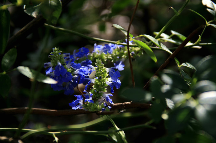 常見(jiàn)的幾種鼠尾草