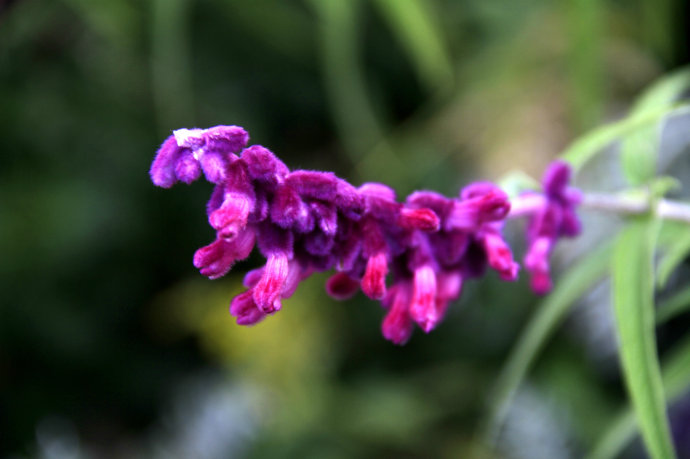 常見(jiàn)的幾種鼠尾草