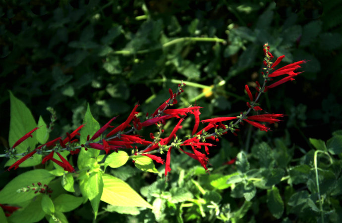 常見(jiàn)的幾種鼠尾草