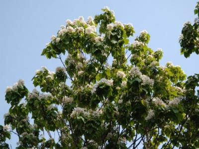 楸樹什么時候開花？