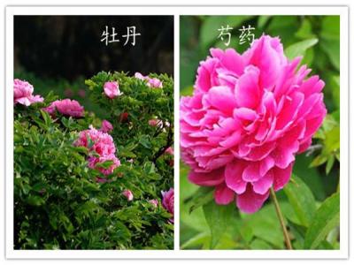如何分辨牡丹和芍藥？
