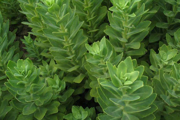 八寶景天有毒嗎？