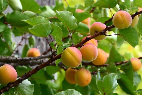 山杏 山杏