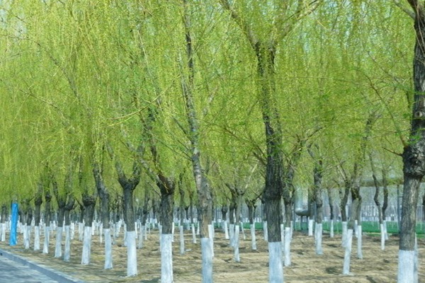 1552571971549479.jpg 金絲垂柳和垂柳之間的區(qū)別