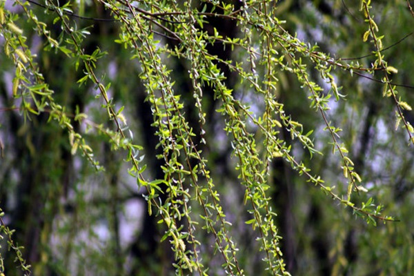 1552572130173202.jpg 金絲垂柳和垂柳之間的區(qū)別