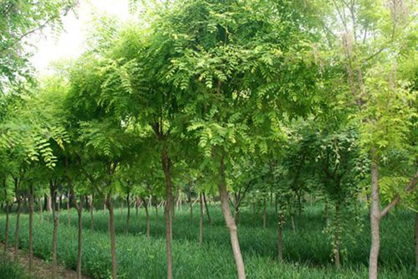國槐樹的種植養(yǎng)護方法