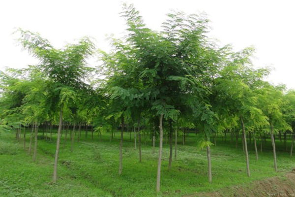 國槐樹的種植養(yǎng)護方法