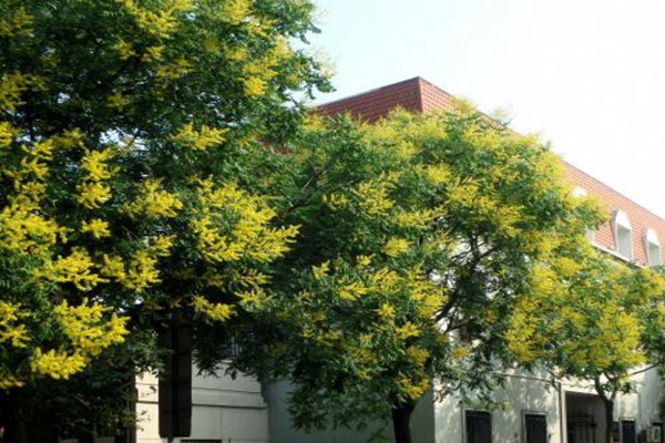 欒樹什么時(shí)候開花，花期多久