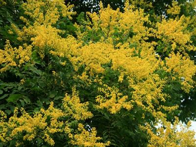 欒樹(shù)什么時(shí)候開(kāi)花，花期多久