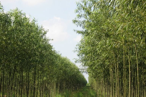 竹柳 竹柳