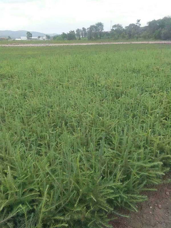 落葉松基地實拍 落葉松基地實拍