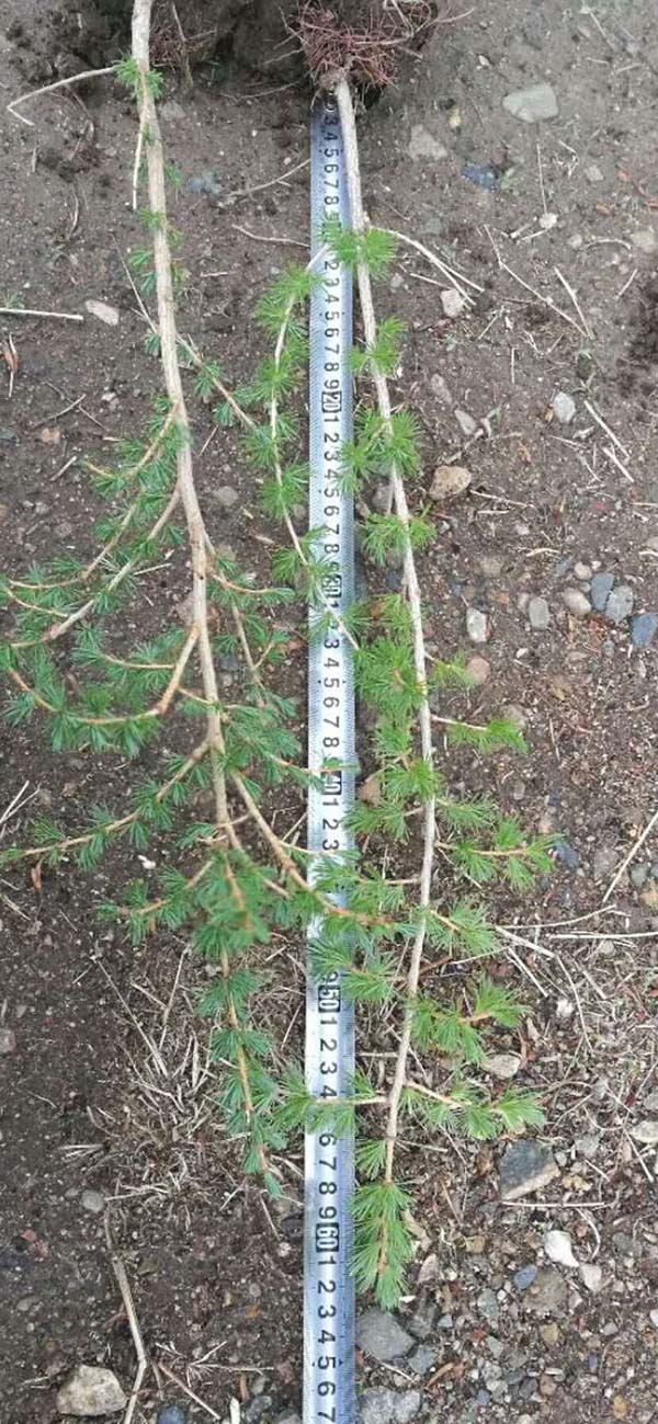 落葉松小苗 落葉松小苗