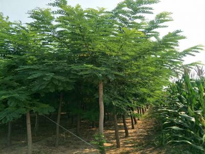 刺槐樹和洋槐樹有什么區(qū)別？是一種樹嗎？