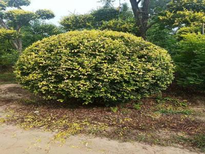 金葉榆產(chǎn)地是哪里？